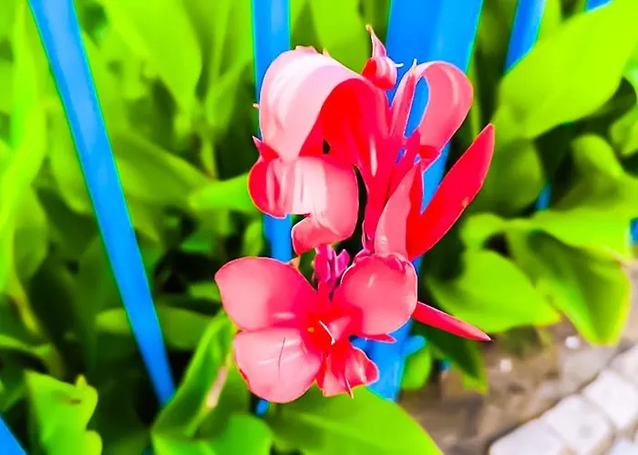 William's - Third Special Appartement *